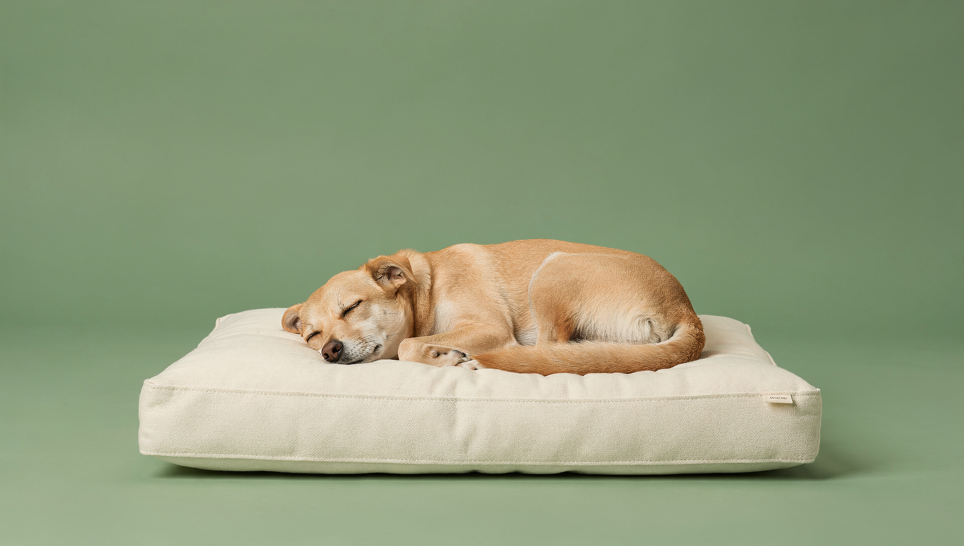 A calm dog curled up resting peacefully on a cream bed against a bold sage green background